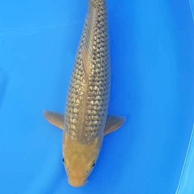 MIDORI GINDRIN 42CM