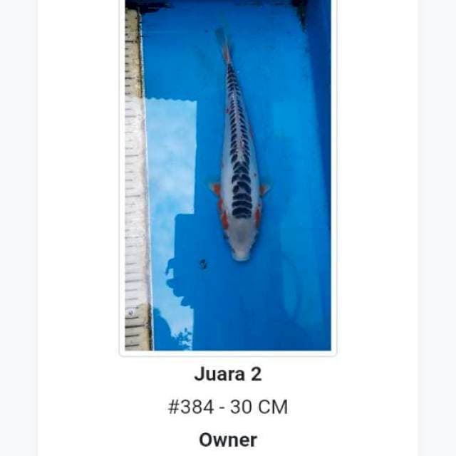 Susui jos juara 2