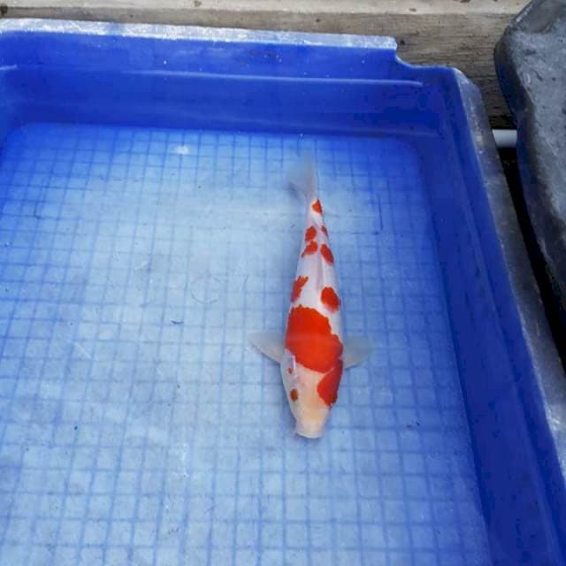 Kohaku Sakura 25cm