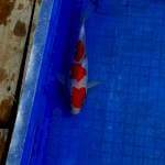 Kohaku Doitsu 22cm 