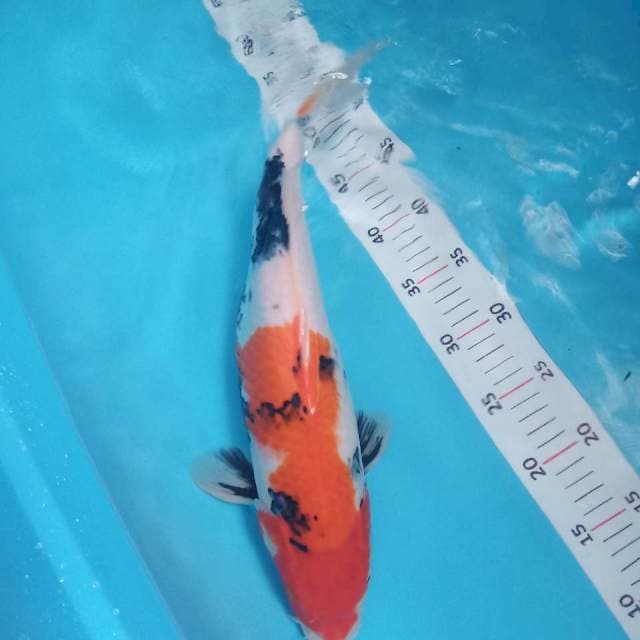 Showa 38cm