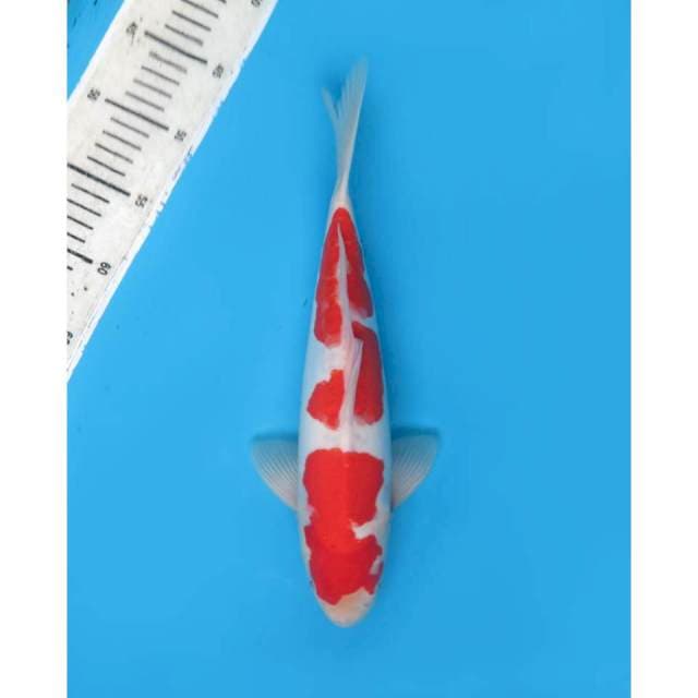 Red Kohaku Pola Ori, 32cm - Male