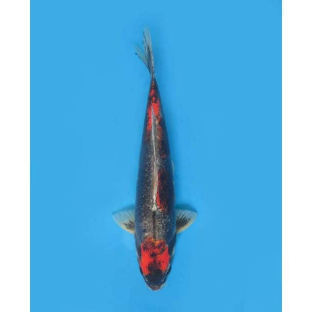 Jumbo Beni Kumonryu Antik, 46cm - Male 