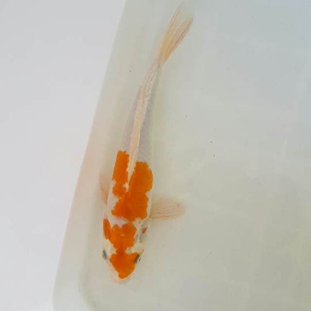 KOHAKU
