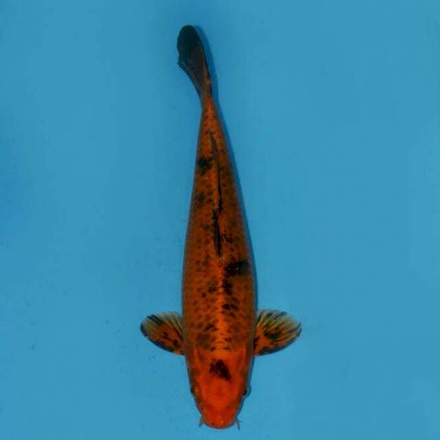 Leopard male 35cm