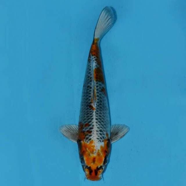 Degisugi 30cm male