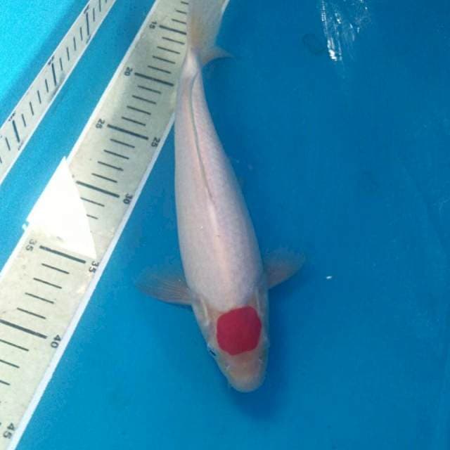 Original Tancho Kohaku 27 cm