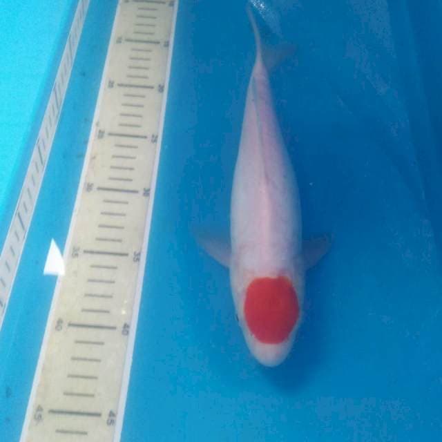 Tancho Kohaku Doitsu 29 cm
