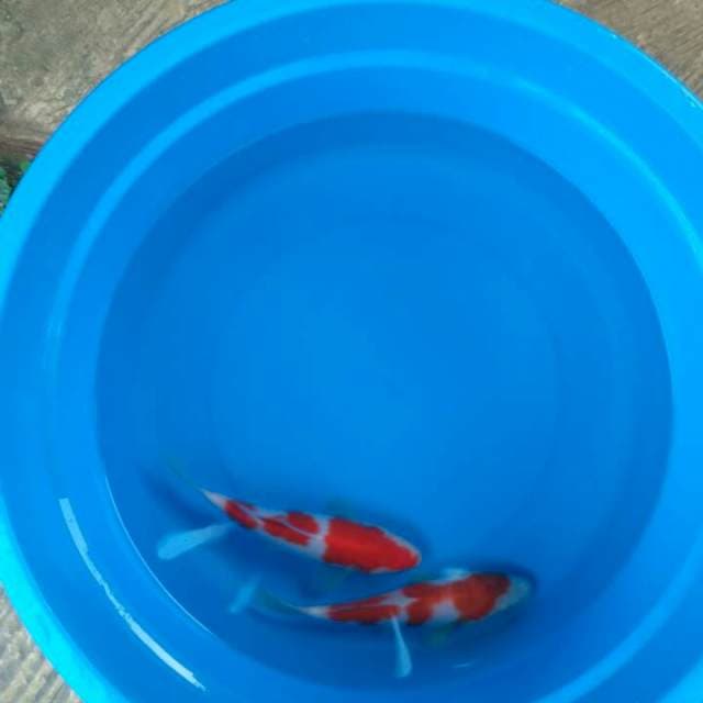 Sk kohaku
