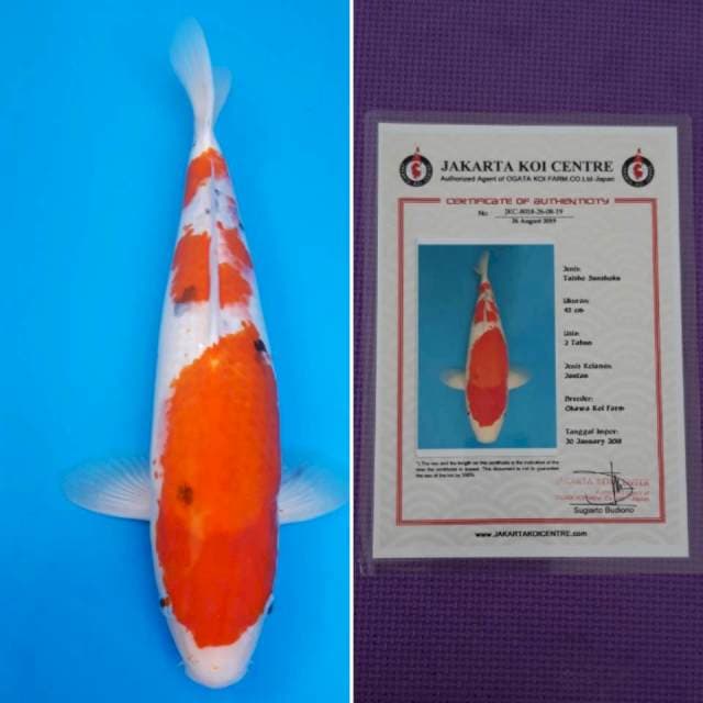 Okawa taiso sanshoku 47cm sertifikat