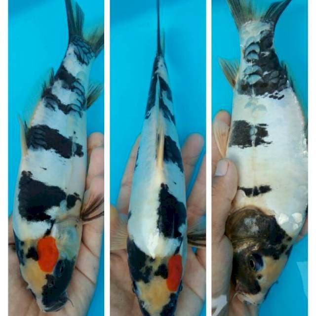 Showa doitsu belang 25cm