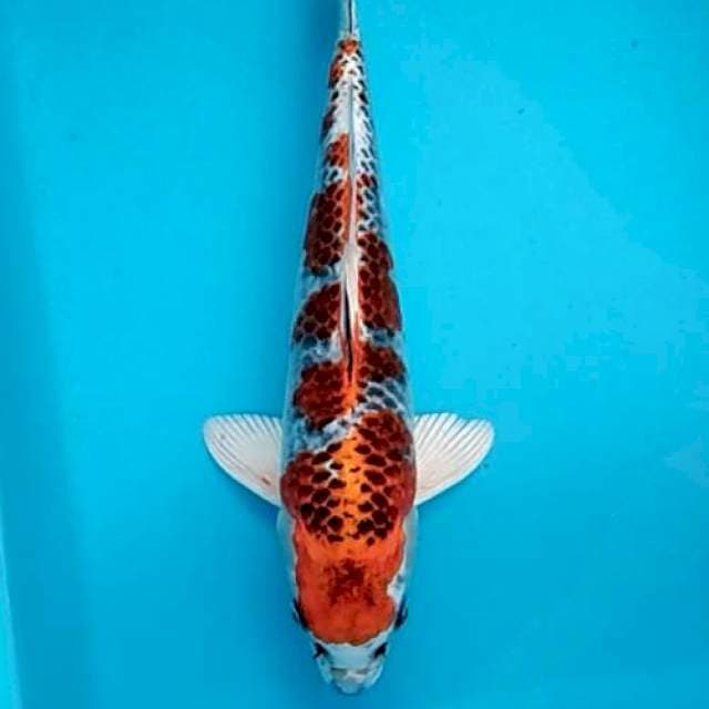 Kujaku bunga seroja 30cm
