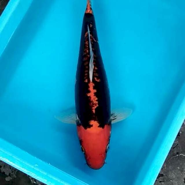 Benikumonryu hellboy 36cm