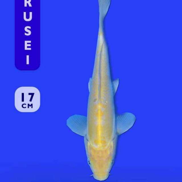 Doitsu Karashi (Marusei) 17cm. Import dan Sertifikat
