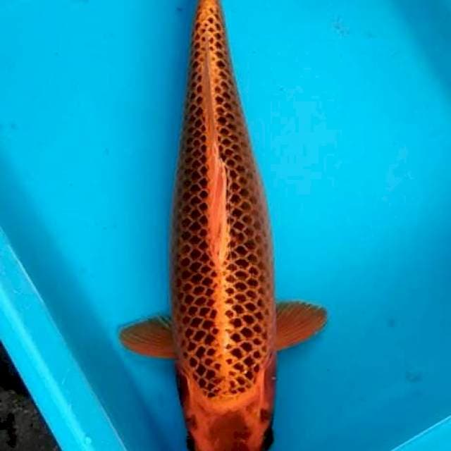 Orenji matsuba ogon body bongsor 40bu