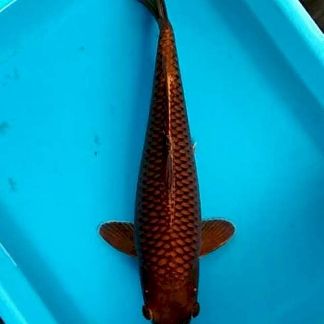 Chagoi tembaga asli jinak 35cm