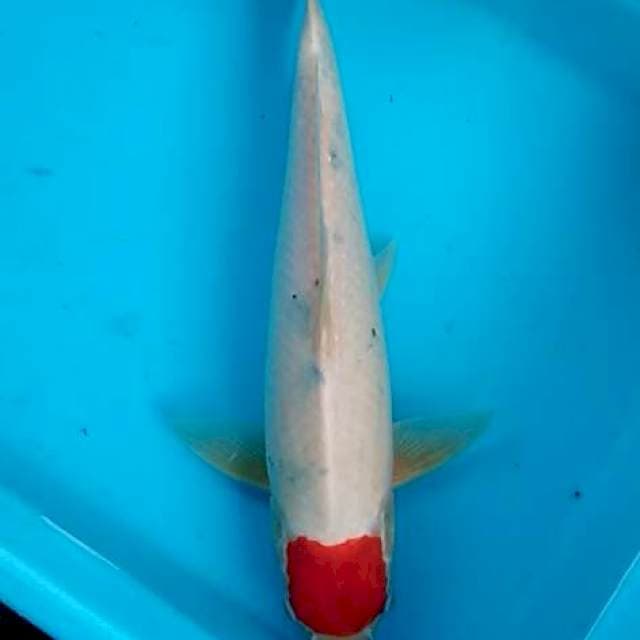 Original tancho sanke tategoi 34cm