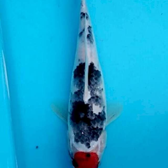 Tancho showa keeping sumi 25+cm