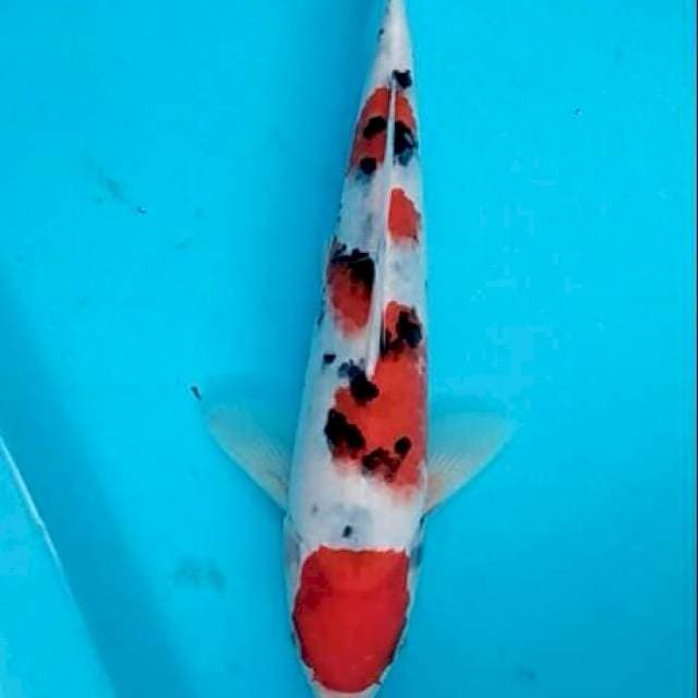Sanke ceplok sakura 26cm