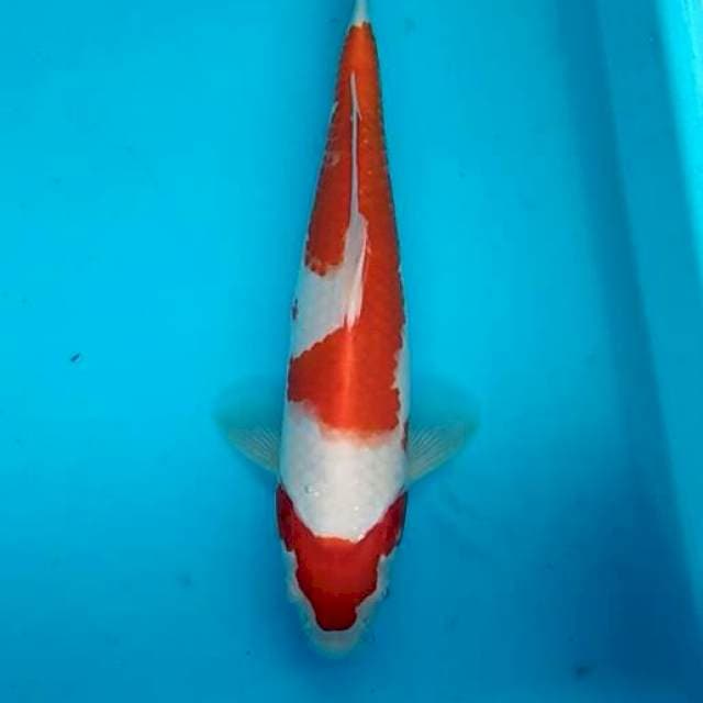 Kohaku halus body mulus bloodline japan 30cm