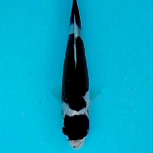 Mini baby koromo anggur hitam 16cm