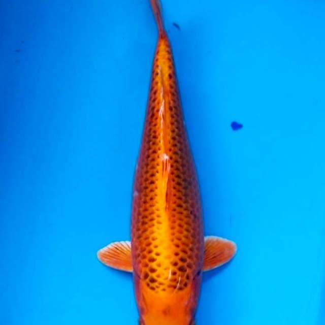 Kinmatsuba