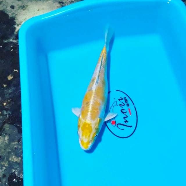 Hariwake doit26cm