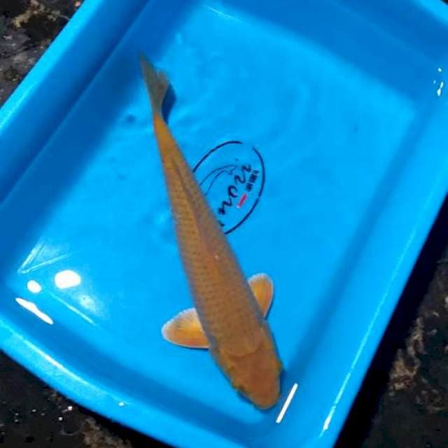 Ki goi 31 cm