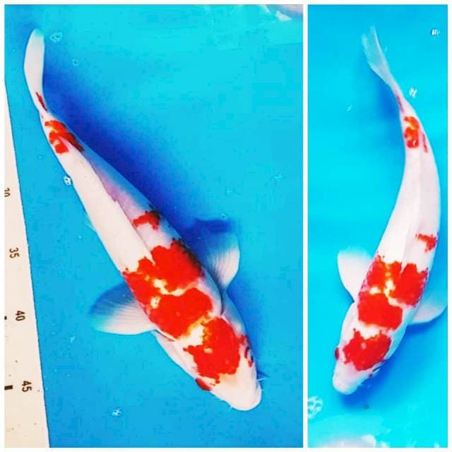 35cm super red ma4uten kohaku