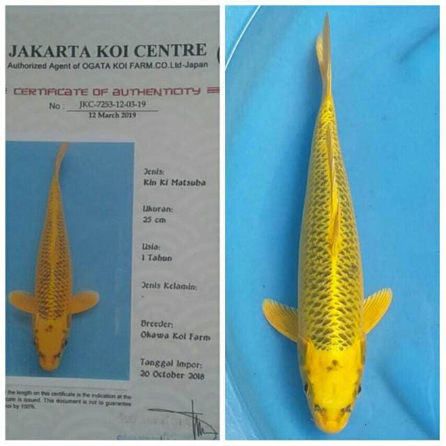 Okawa Kin Ki Matsuba