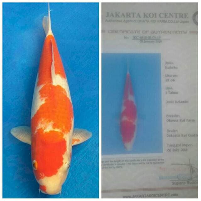 Okawa Kohaku Bulky...!!