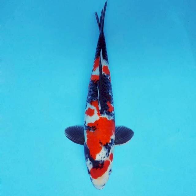 HANA 2 - SHOWA SANSOKU ®