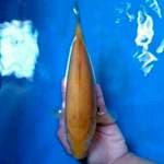 Karashi 28 cm top