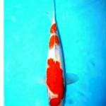Shanke tategoi 31 cm top