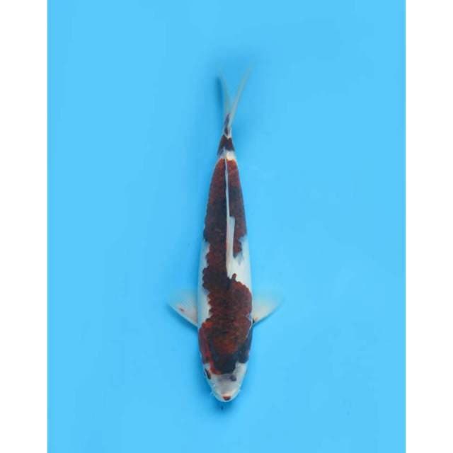 Budo Goromo , 29cm - Male