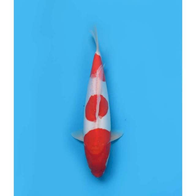 Sandan Kohaku Doitsu Bulky , 33cm - Female