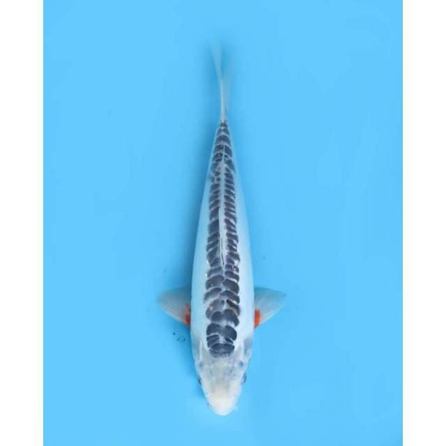 Shusui Ring Padat, 35cm - Female