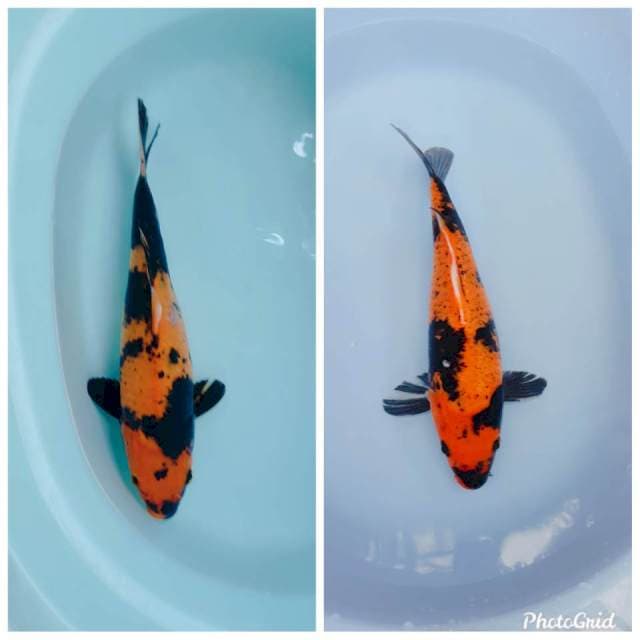 Duo Hiu