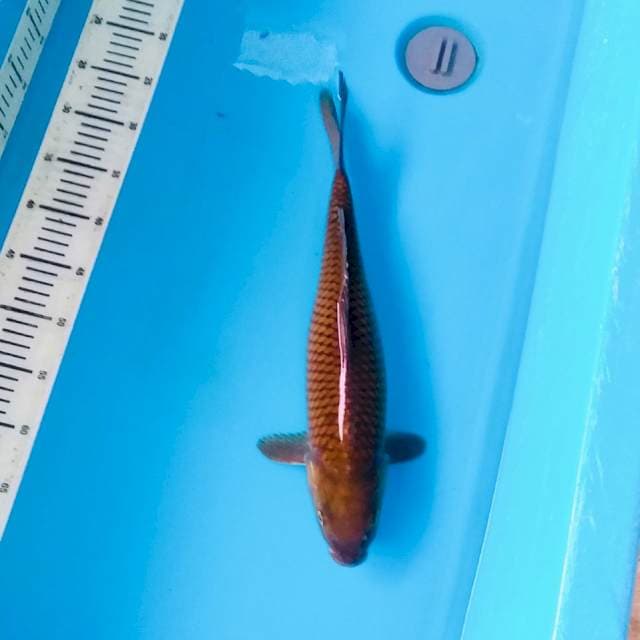 Chagoi jumbo 44cm