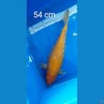 kharasi 54 cm 