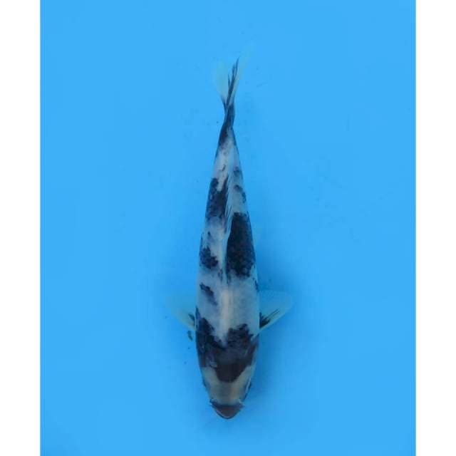 Shiro Tategoi SQ, 15cm - Male