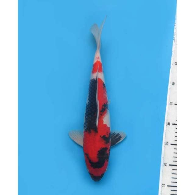 Showa Sanshoku Merah , 37cm - Male