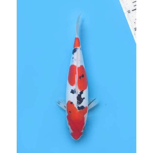 Sandan Sanke Doitsu, 30cm - Female