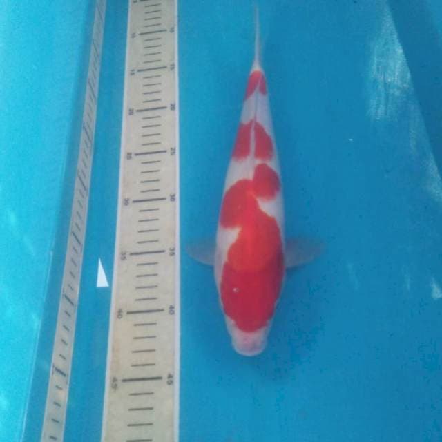 Kohaku 31 cm Jantan