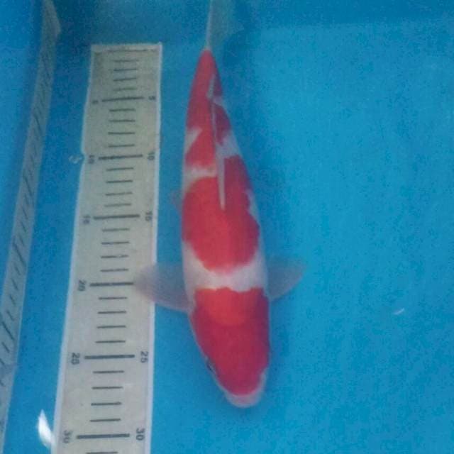 Kohaku 30 cm Jantan