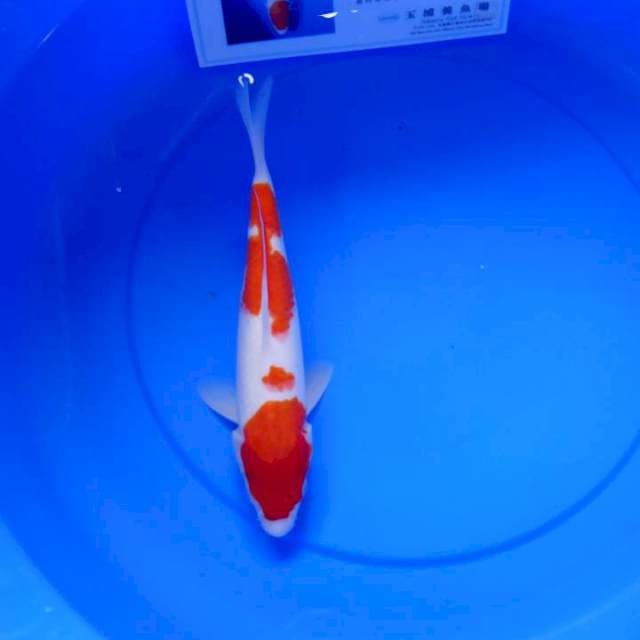 Kohaku import tamaura
