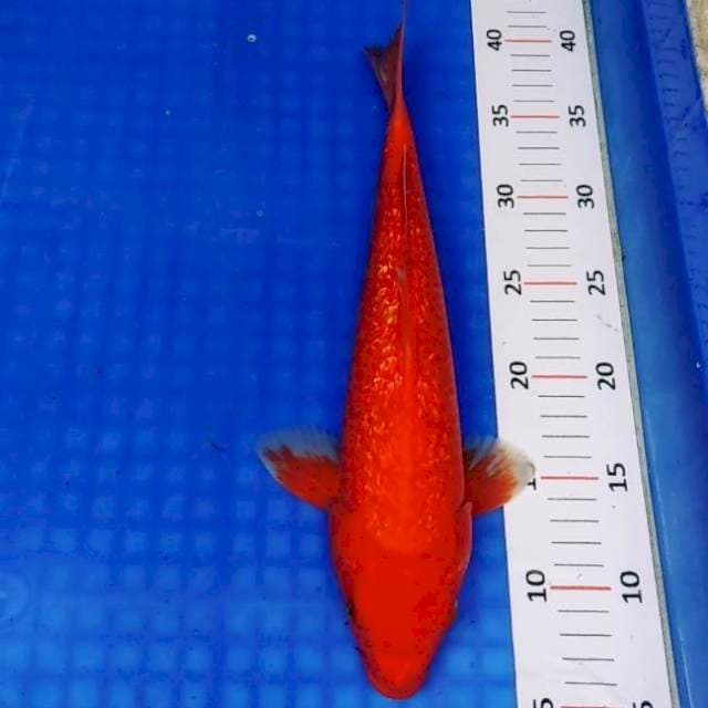 RED AKAHAJIRO GINRIN 