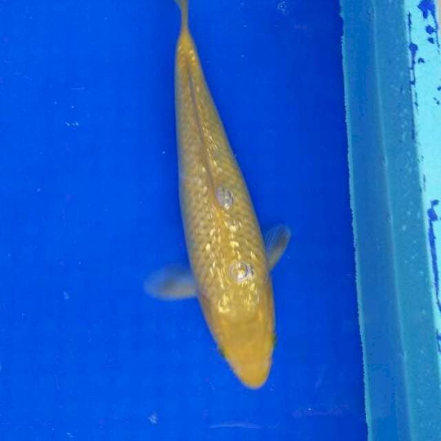YELLOW Ginrin 30cm