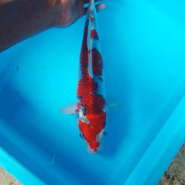 NJK - RED GOSHIKI
