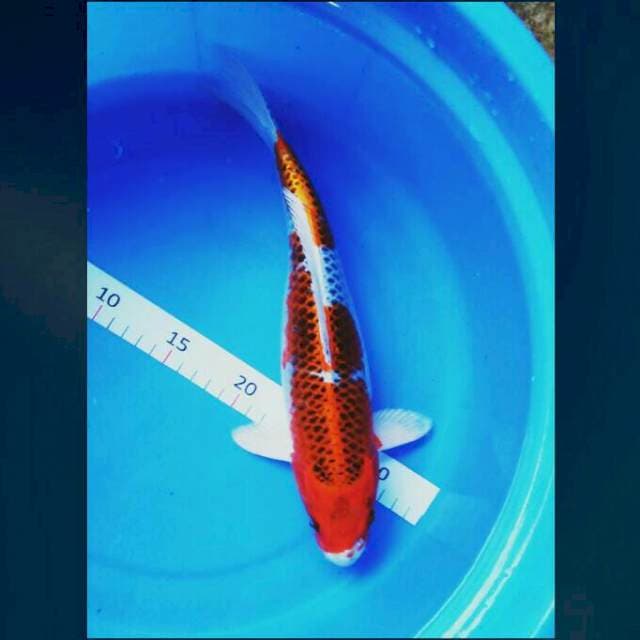 Kujaku josss 31cm